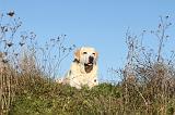 LABRADOR 372